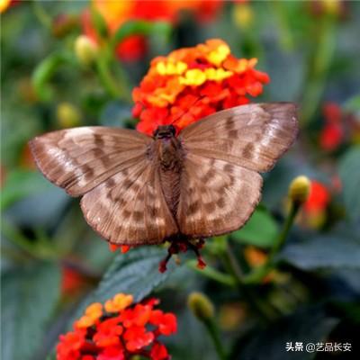 青龙三国志内购破解版下载